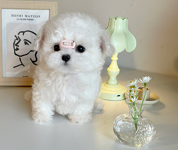 最新古风微信网名 古风古韵的微信网名