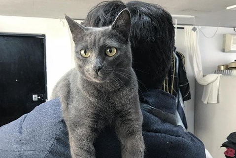 关于单身狗搞笑的网名 简短的单身狗网名大全