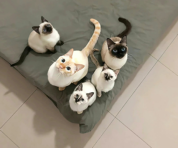 又怂又呆萌的网名 听起来傻乎乎的网名