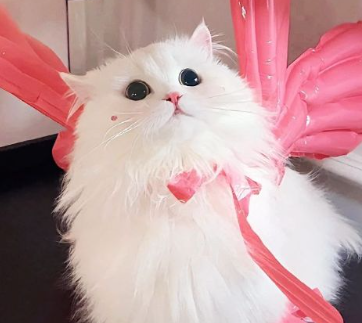 女人浴火重生的微信四字网名 代表浴火重生的网名