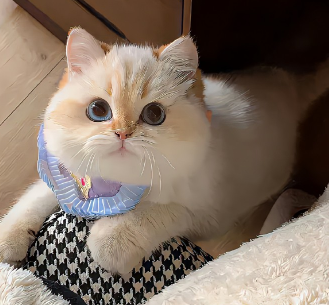 冷门独特却绝美的网名 美到窒息的潮流感网名