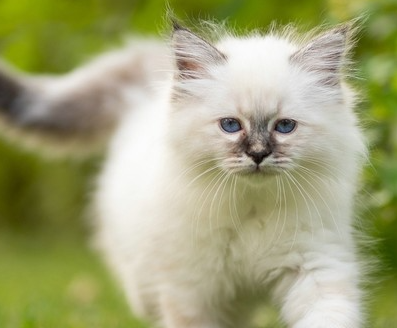 印象深刻的呆萌宠物网名两个字 很洋气的动物网名