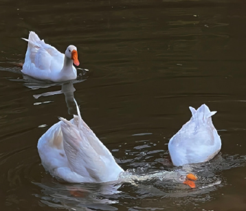 呆萌的小绵羊类型网名 呆萌的网名很萌