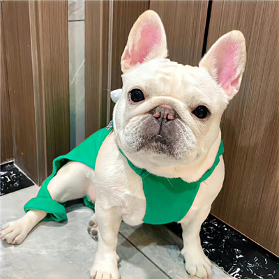 超优质好看的小狗头像合集 乖乖一定会有好事发生的