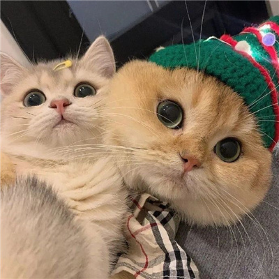 萌宠很甜又很优质的情头 萌宠情头高清一左一右