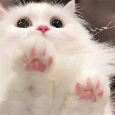 能让你缓解压力的萌萌猫咪头像合集 谁都不会拒绝猫猫头像合集