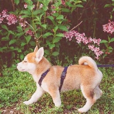 超级呆萌的动物狗狗头像合集 想你的人有千万种方法找你