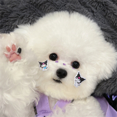 最新棉花糖比熊头像超萌呆萌 没点能耐怎么把她捧在手里