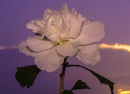 威猛网名社会人专属 混社会的威猛网名男