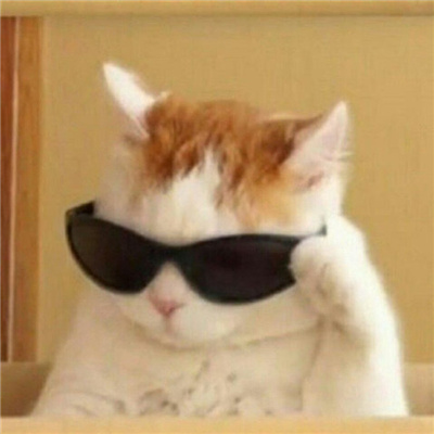 戴墨镜的炫酷猫咪头像超威猛 山有山的错落我有我的平仄
