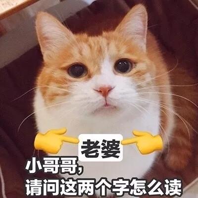 强迫症头像猫咪呆萌搞笑带字没结果的事不值得开始