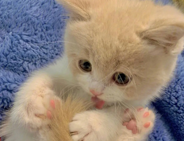 铲屎官用的网名大全 带猫字的呆萌网名