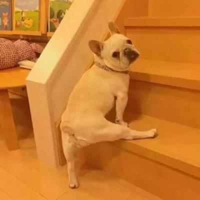 俏皮又很萌的动物个性想和你牵手走在夏日傍晚的晚风里