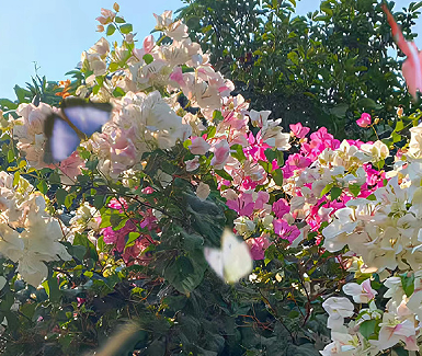 花个字开头的三个字网名 带花字有诗意的网名个字