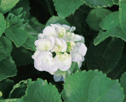 雅而不俗的个性网名有风度 清新脱俗大方的个性网名