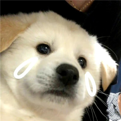 流泪小狗头像呆萌合集 幸福秘诀吃饱然后躺下