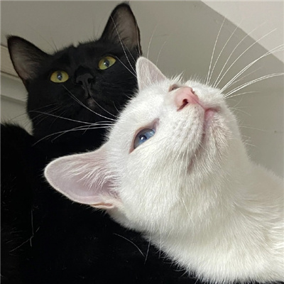 超呆萌的猫狗情头很有感 猫狗情头版合集