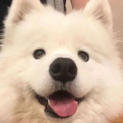 全新呆萌又治愈的小狗狗人生充满各种破事说的最多的就是没事