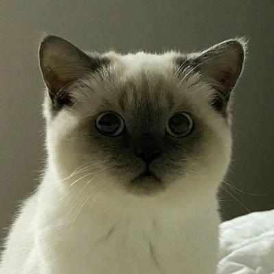 呆萌猫咪头像呆萌治愈高清 我瞒着宇宙山河悄悄想了你一下