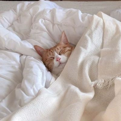 最新版呆萌的猫咪伸懒腰能招财的猫会很有钱