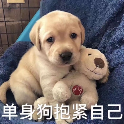 七夕适合单身狗的狗狗头像大全搞笑带字